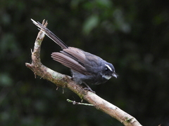 Rhipidura albicollis