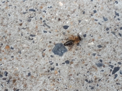 Apis mellifera