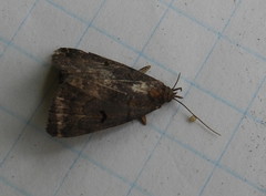 Phalaenostola hanhami