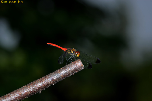 Sympetrum risi