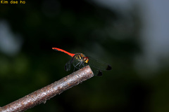 Sympetrum risi