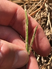 Dichanthium annulatum