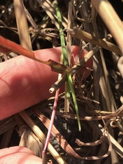 Dichanthium annulatum
