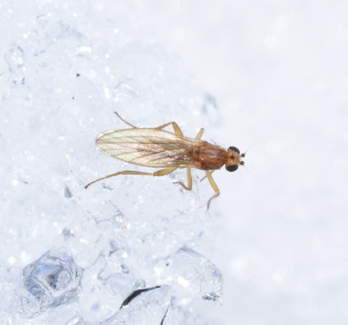 Lonchoptera impicta