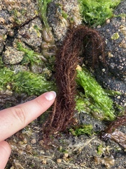 Cumagloia andersonii