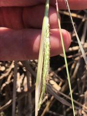 Dichanthium annulatum