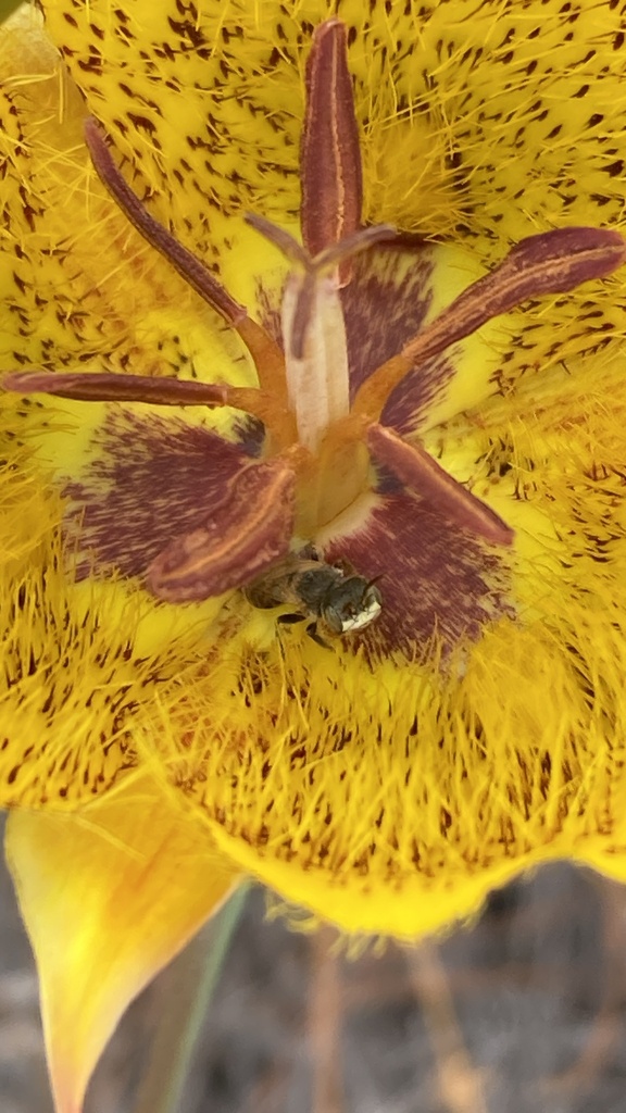 California Fairy Bee