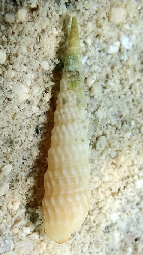 Terebra fenestrata