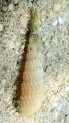 Terebra fenestrata