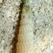Terebra fenestrata