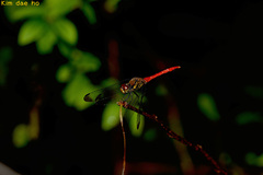 Sympetrum risi