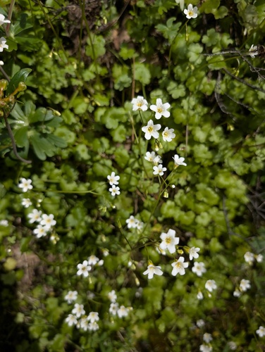 Romanzoffia californica, photograph 3