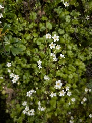 Romanzoffia californica, photograph (c) Trevor Van Loon, some rights reserved (CC BY)