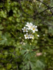 Romanzoffia californica, photograph (c) Trevor Van Loon, some rights reserved (CC BY)