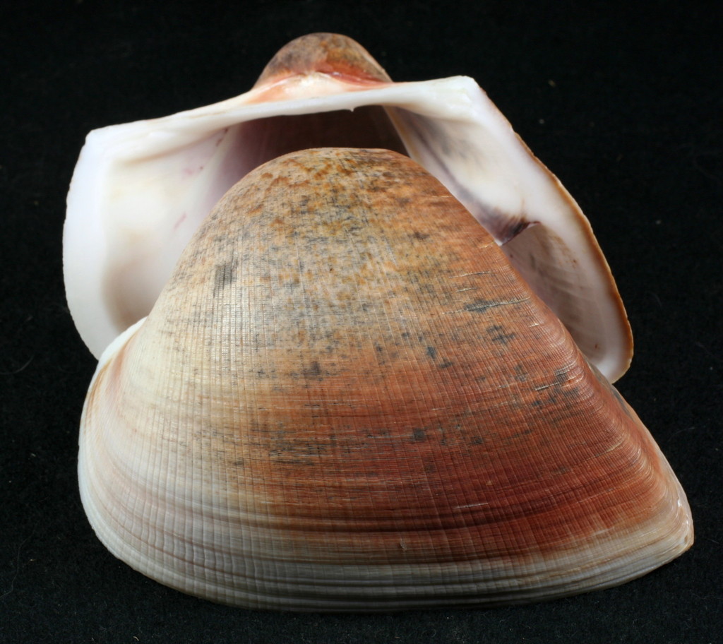 False Ark Clams