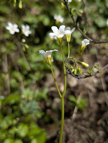 Romanzoffia californica, photograph 6