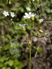 Romanzoffia californica, photograph (c) Trevor Van Loon, some rights reserved (CC BY)