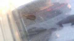 Epicauta cinerea-group