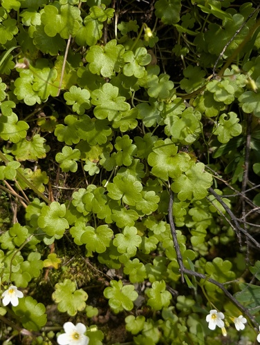 Romanzoffia californica, photograph 5