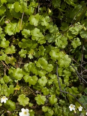 Romanzoffia californica, photograph (c) Trevor Van Loon, some rights reserved (CC BY)