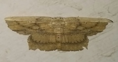 Phalacra
