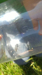 Epicauta cinerea-group