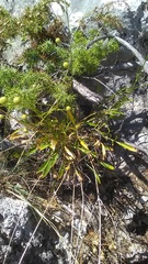 Cephalaria coriacea