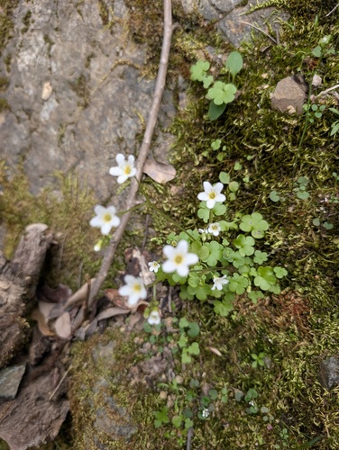 Romanzoffia californica, photograph 1