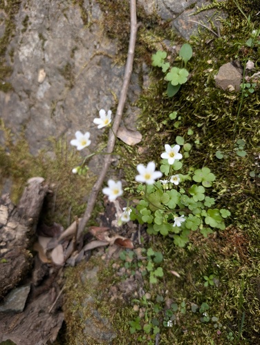 Romanzoffia californica, photograph 2