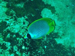 Chaetodon adiergastos