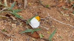 Colotis aurora