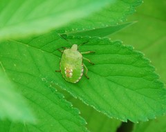 Nezara antennata