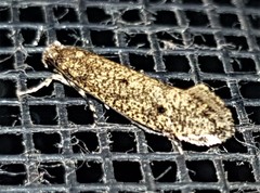 Praeacedes atomosella