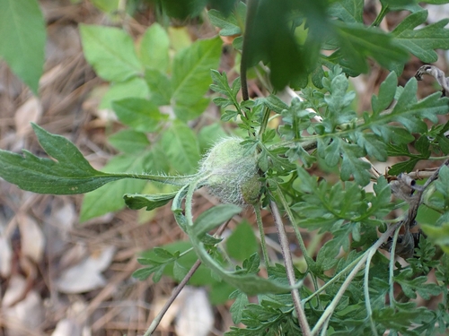 Asphondylia ambrosiae photo 4