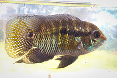 Chanchita photo 1
