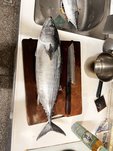 Bonito (Sarda orientalis) — Scombridae