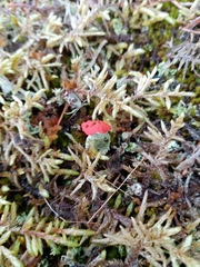 Cladonia coccifera