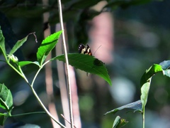 Placidina euryanassa