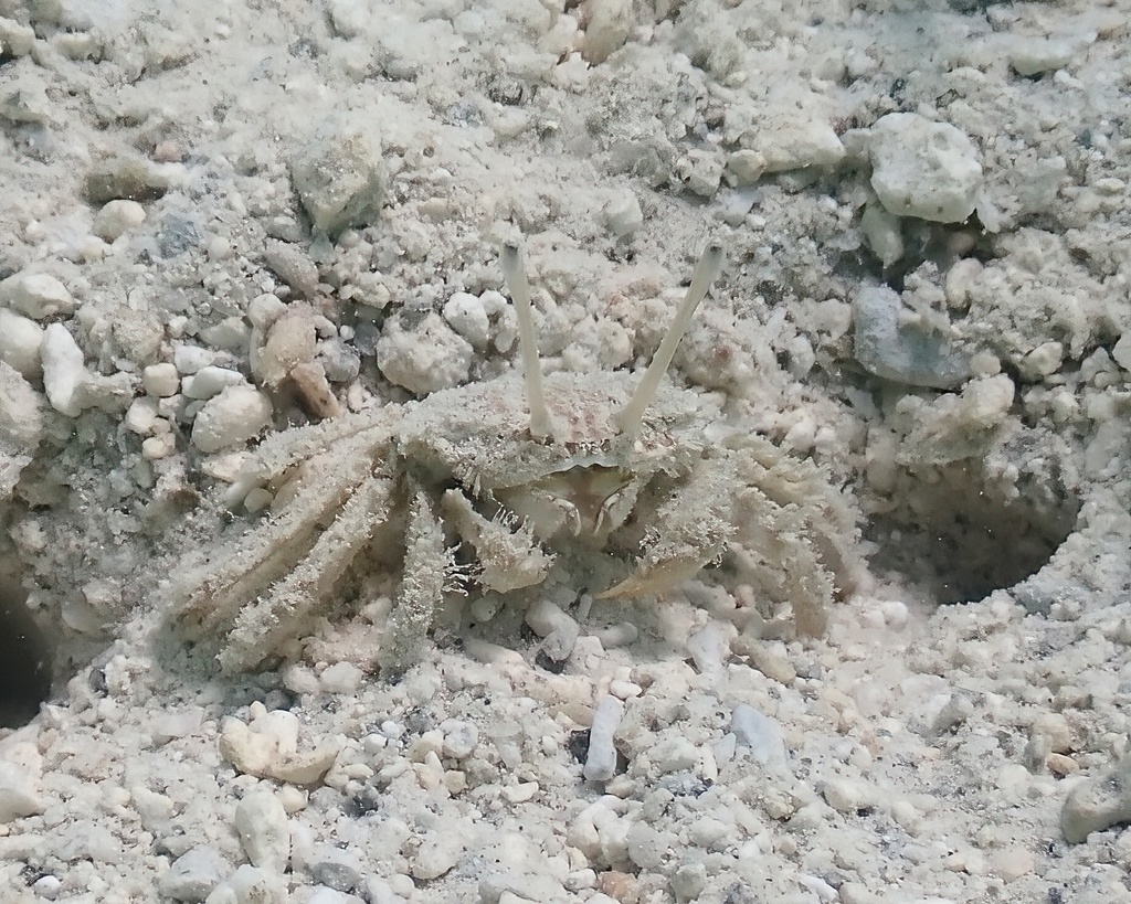 Macrophthalmus telescopicus