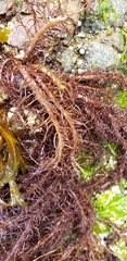 Cumagloia andersonii