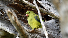 Polytelis anthopeplus