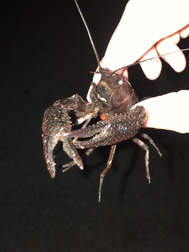 Eastern Red Swamp Crayfish