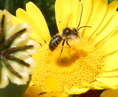 Melissodes illatus