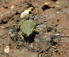 Anaxyrus debilis debilis