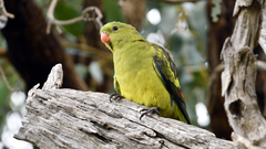 Polytelis anthopeplus