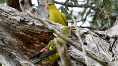 Polytelis anthopeplus