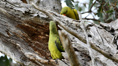 Polytelis anthopeplus