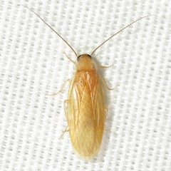Compsodes schwarzi