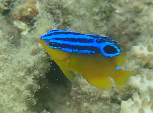 Blauwstip-juffer (Pomacentrus grammorhynchus) — Pomacentridae
