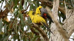 Polytelis anthopeplus